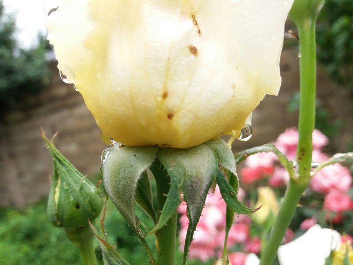 rose