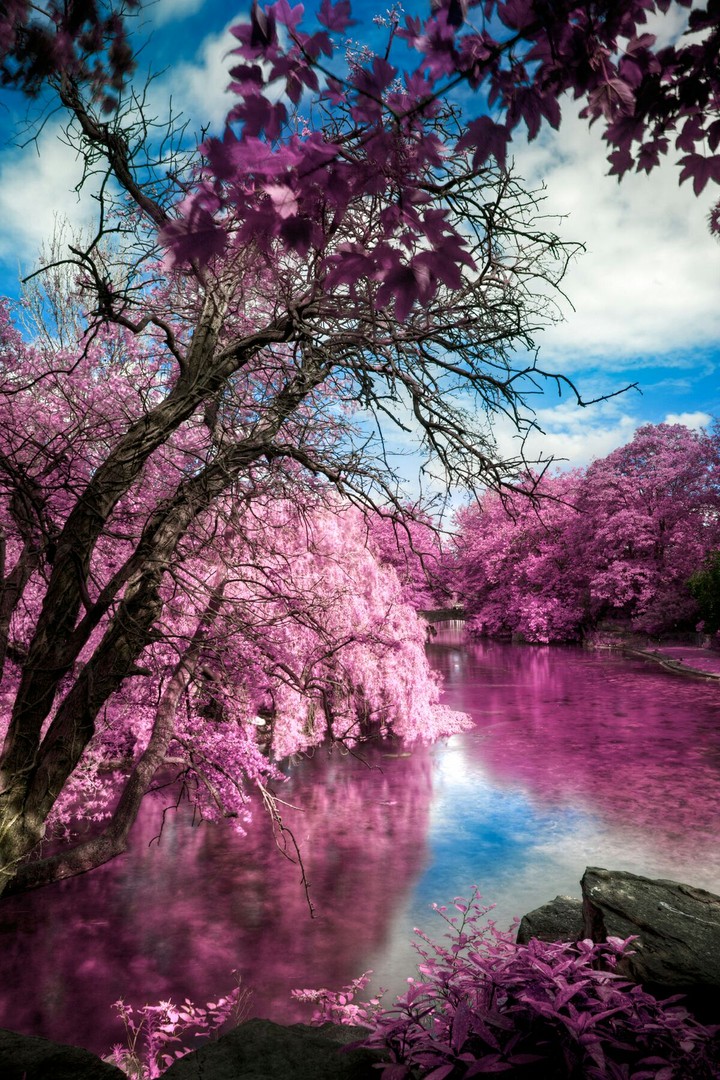 pink nature