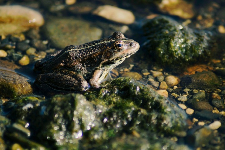 frog