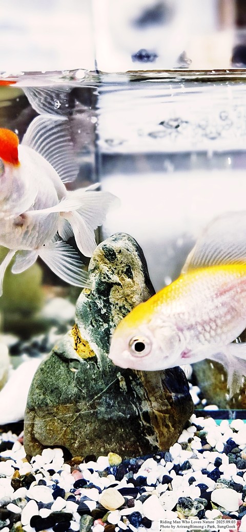 обои Fin, aquarium