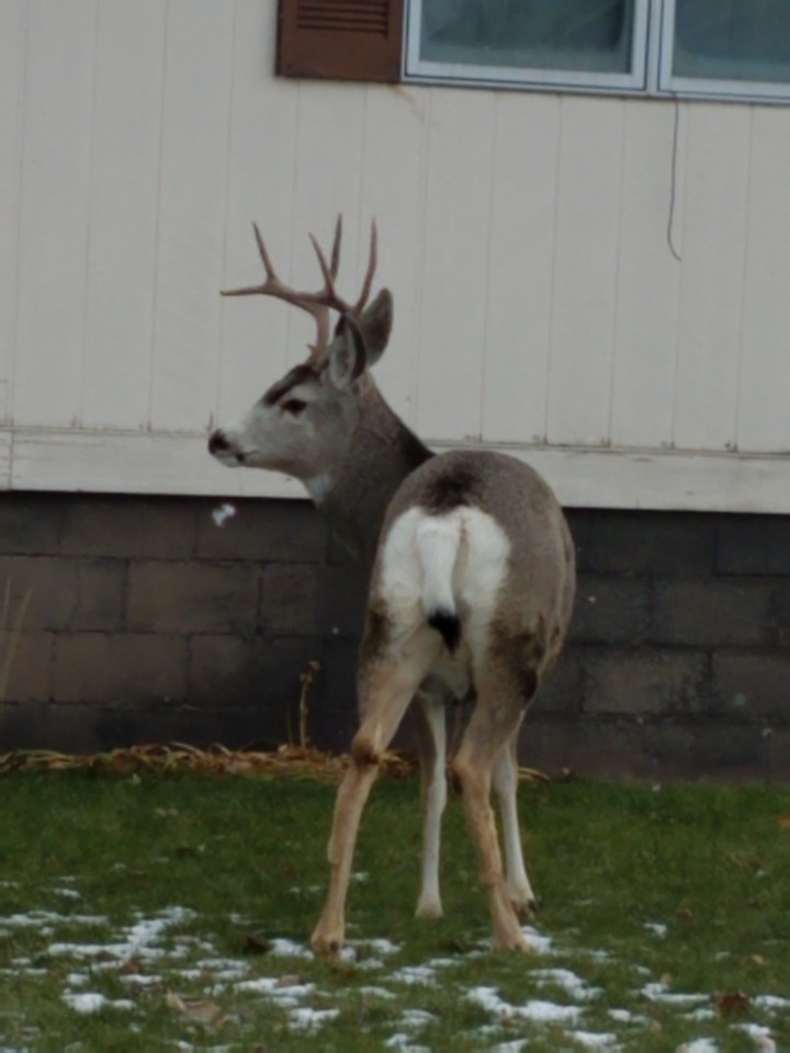 white tail buck in town