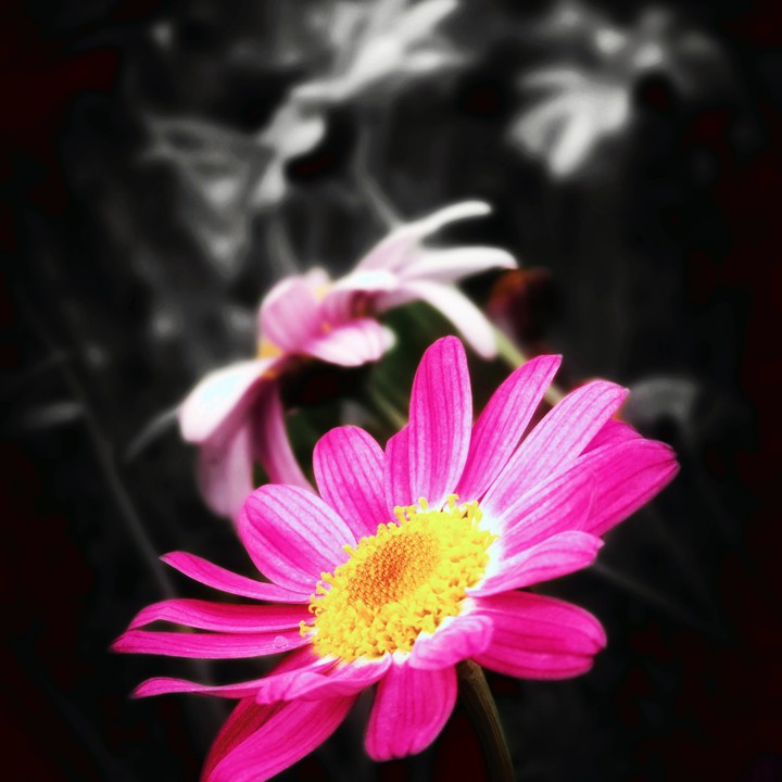 Flora