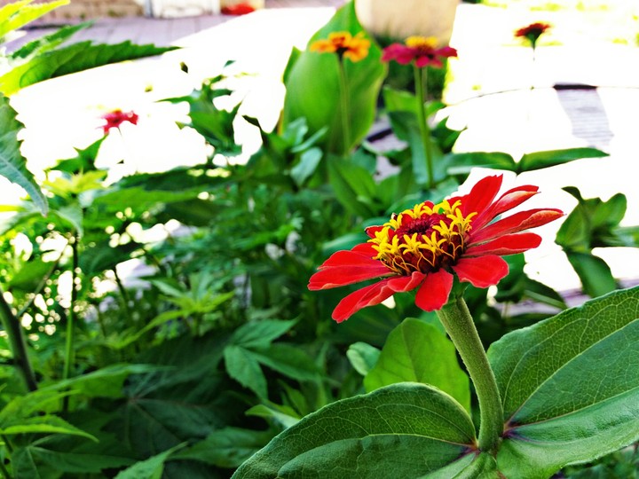 Flower