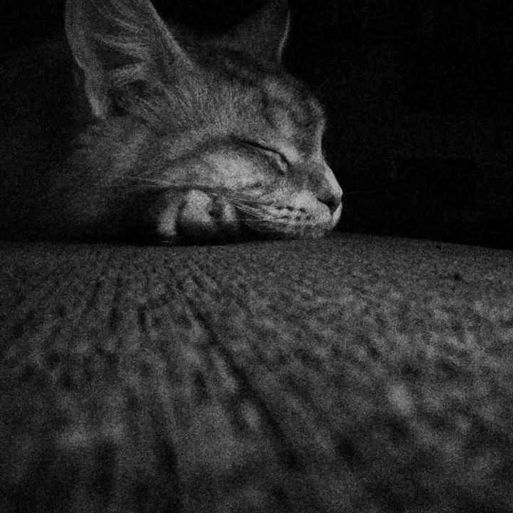 dreaming cat