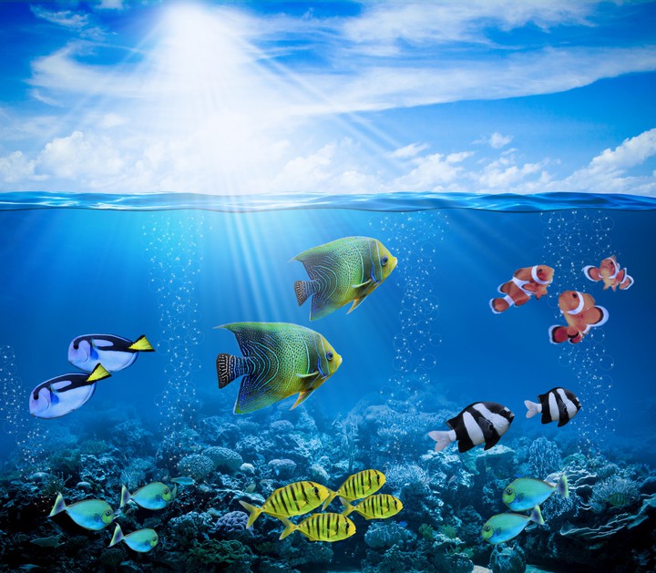under sea