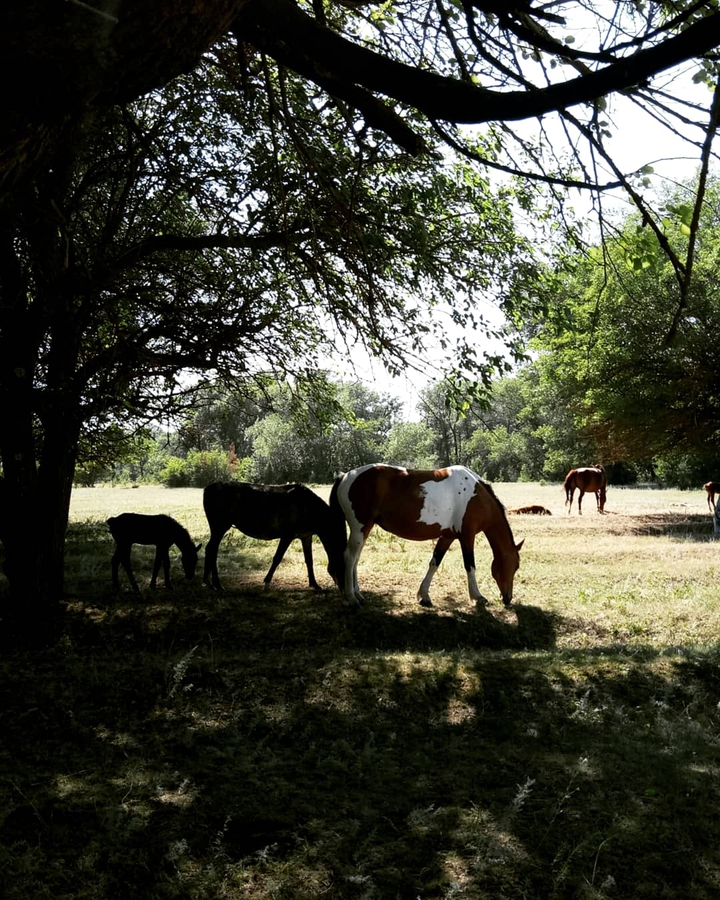 horses on the forest