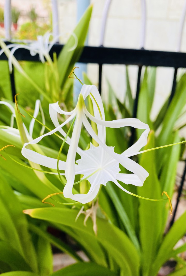 White Lily