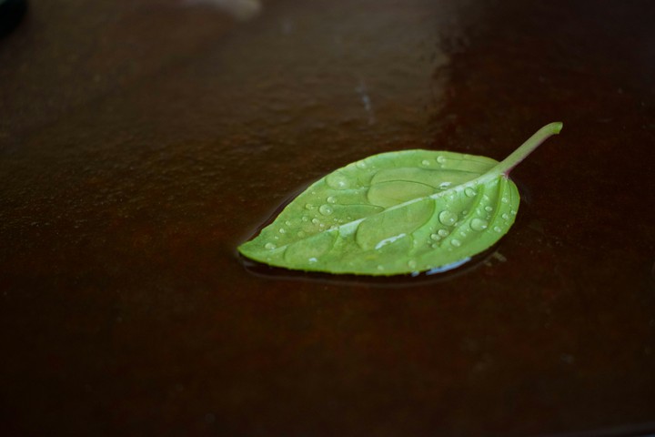 wet leaf