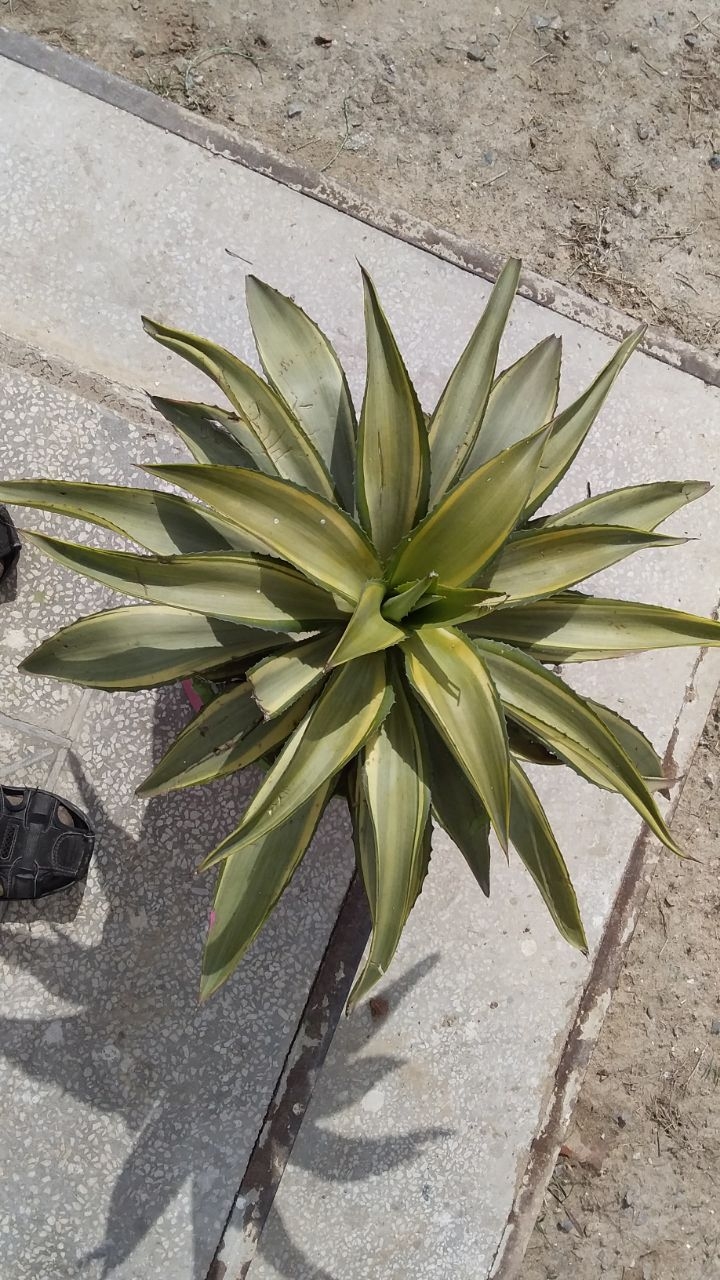 My Capture
