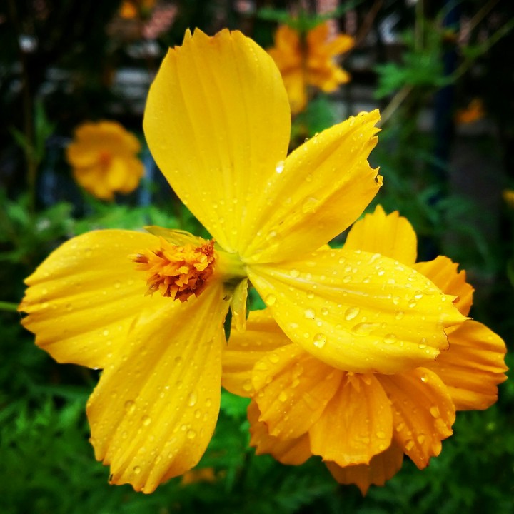 Raining time