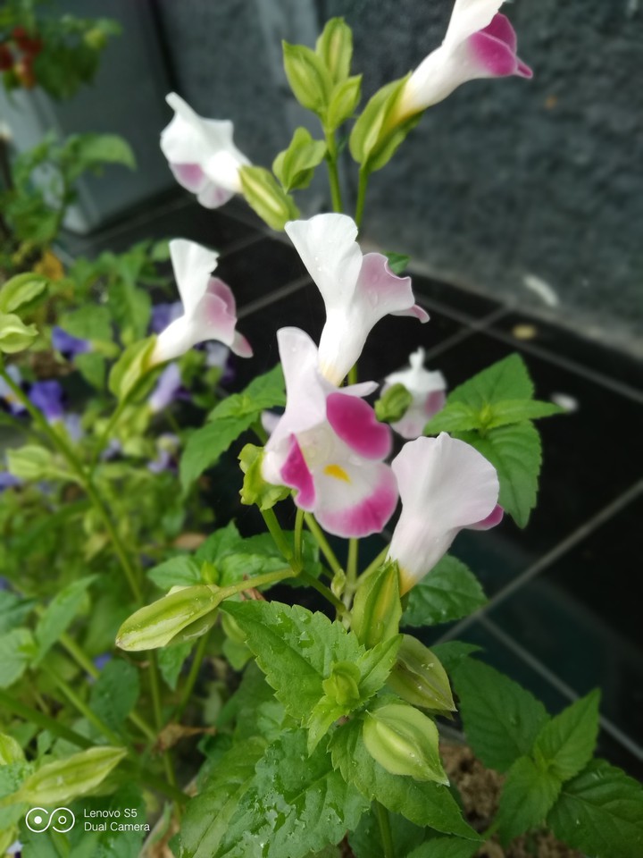 "Lady lily"