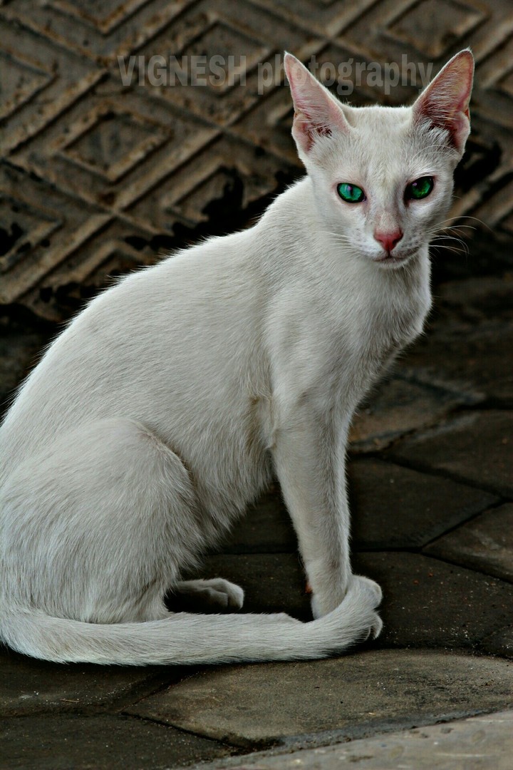 cat