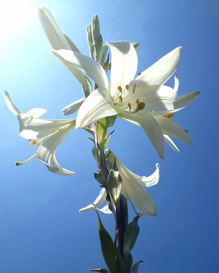 Lilium candidum