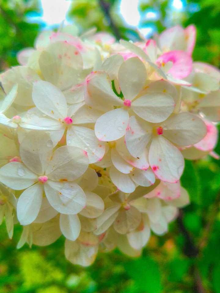 Hydrangea