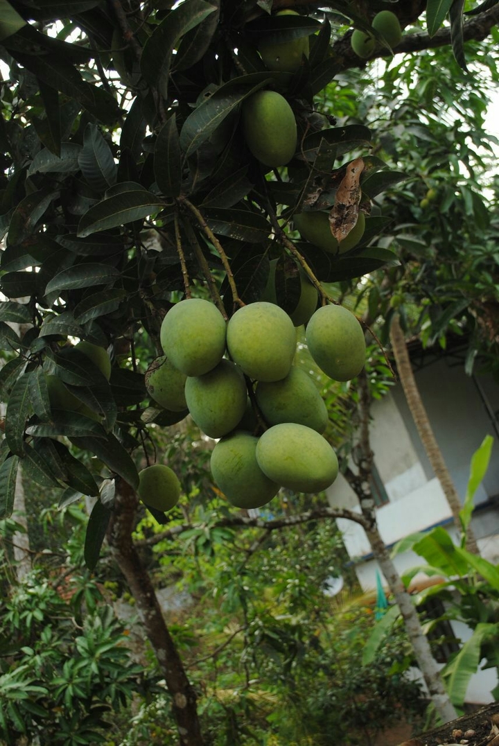 mango