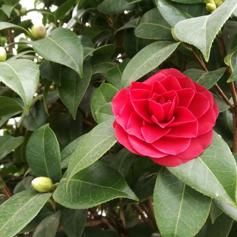 pink, rose, red, flower