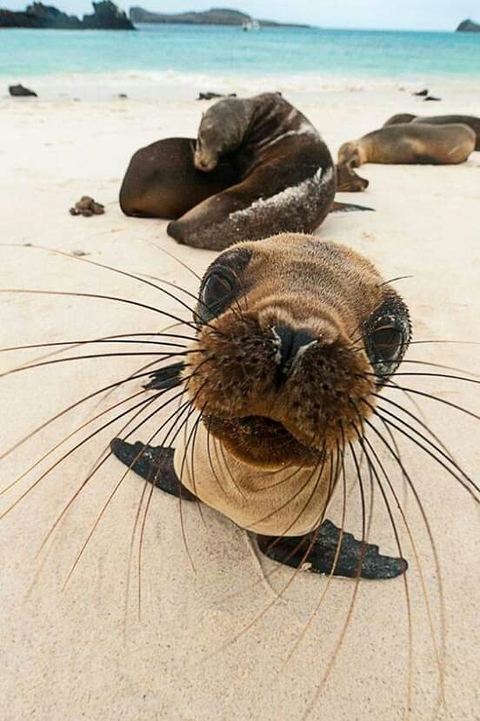hình nền whiskers, seals
