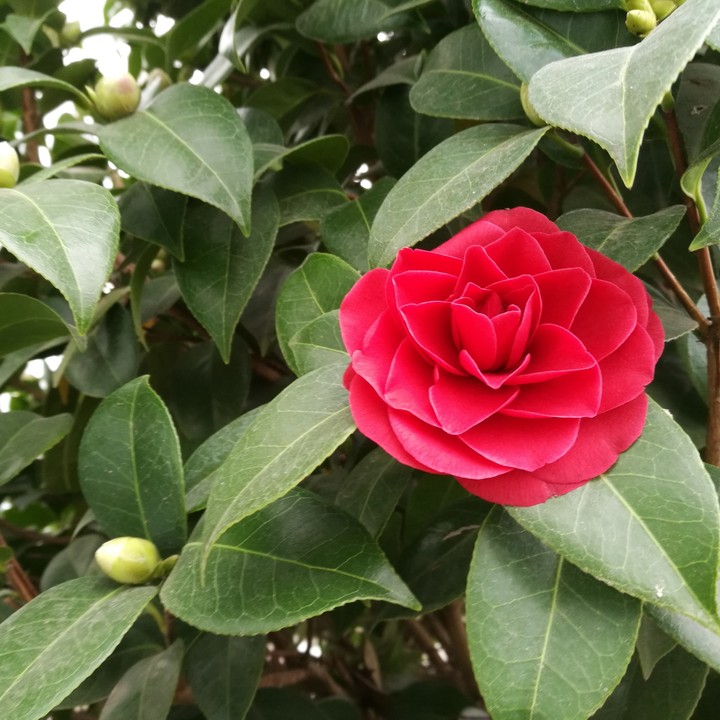 pink, rose, red, flower