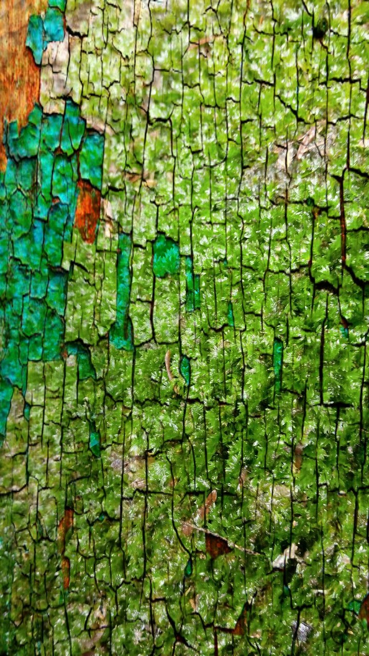 Green Texture