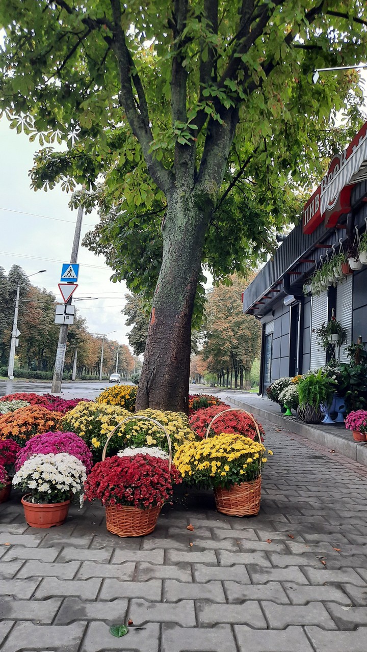 квіти