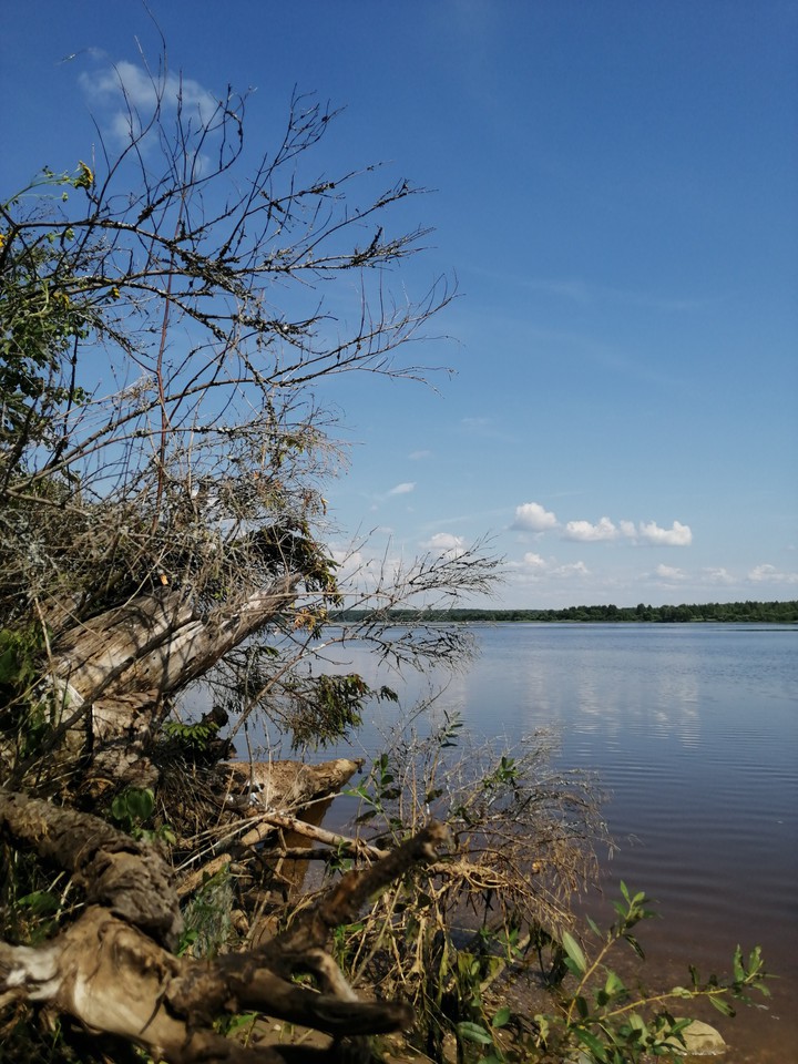 Вода подмывает берег. Деревья у воды погибают.