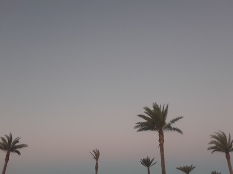Lonelt Palm