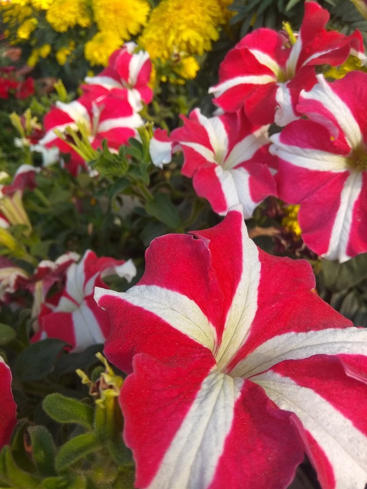 flowers