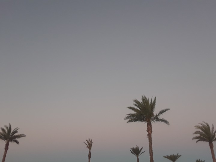 Lonelt Palm