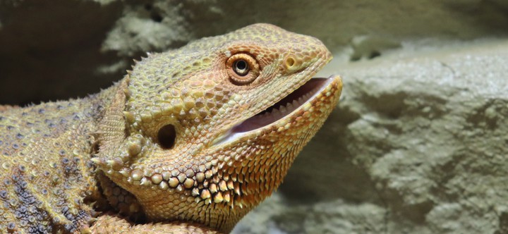 Lizard with teeth
