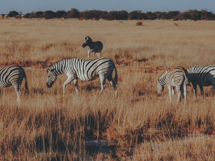 Zebras