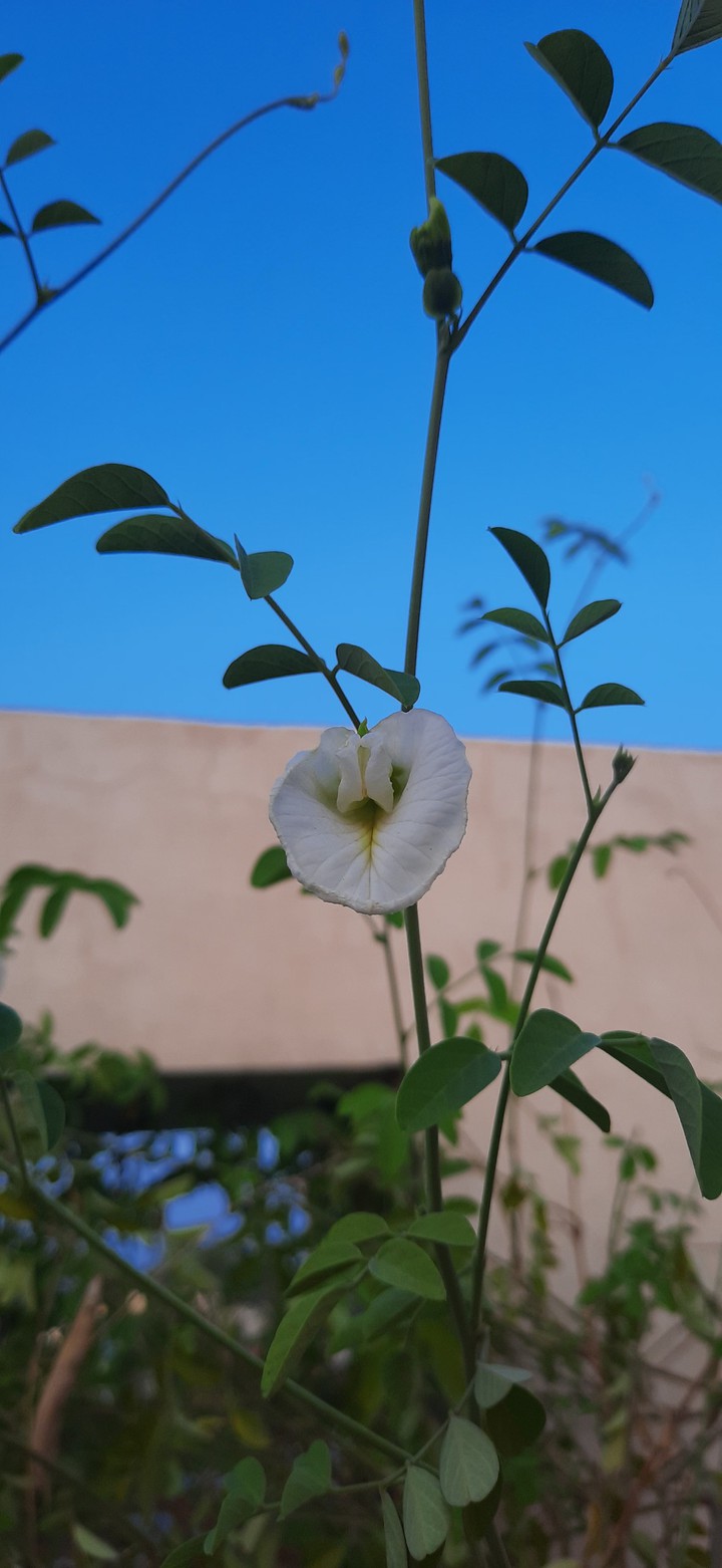 Clitoria ternatea