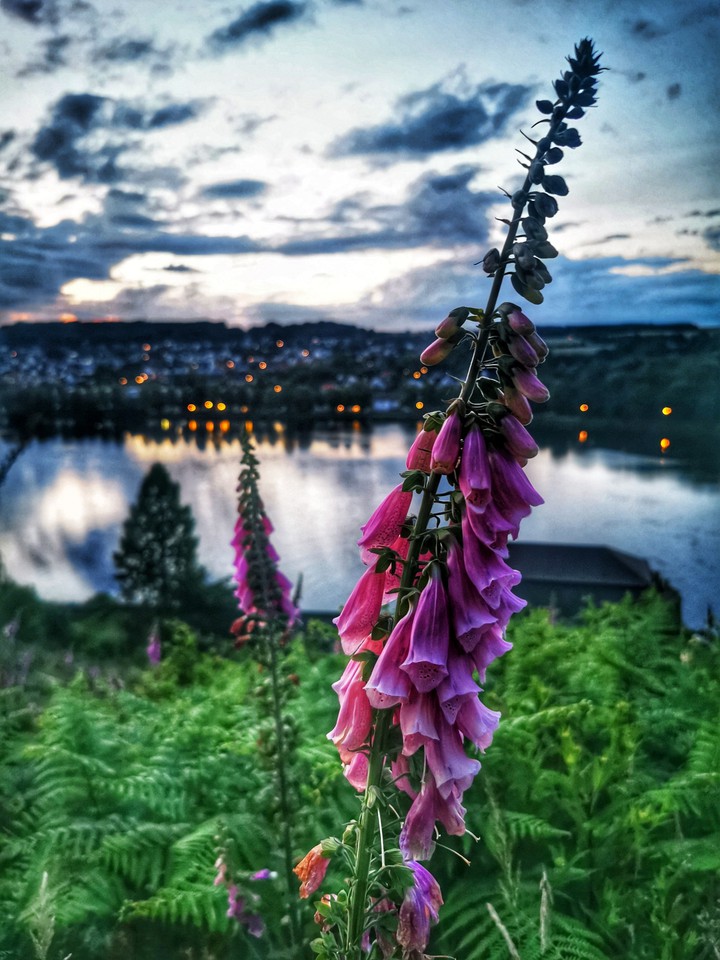 i love nature