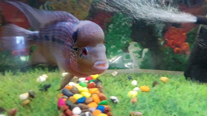 Flowerhorn fish