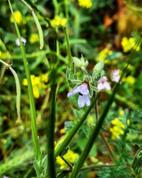 wildflower, flower duvar kağıtları