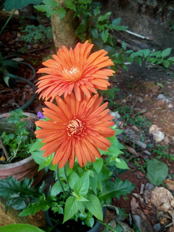 Spring flower