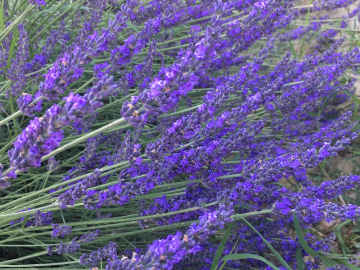 lavander