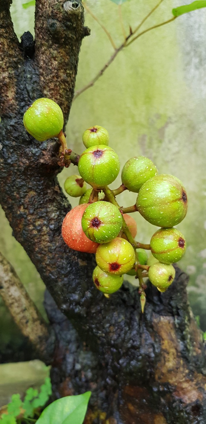 Sân vườn