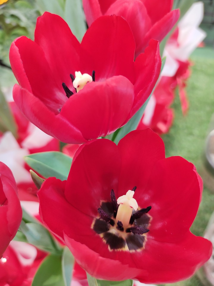 Tulipas