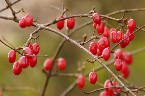 sfondi berry, heteromeles