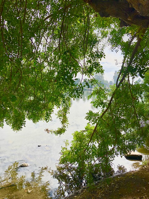 Lago del Bosque de la Ciudad