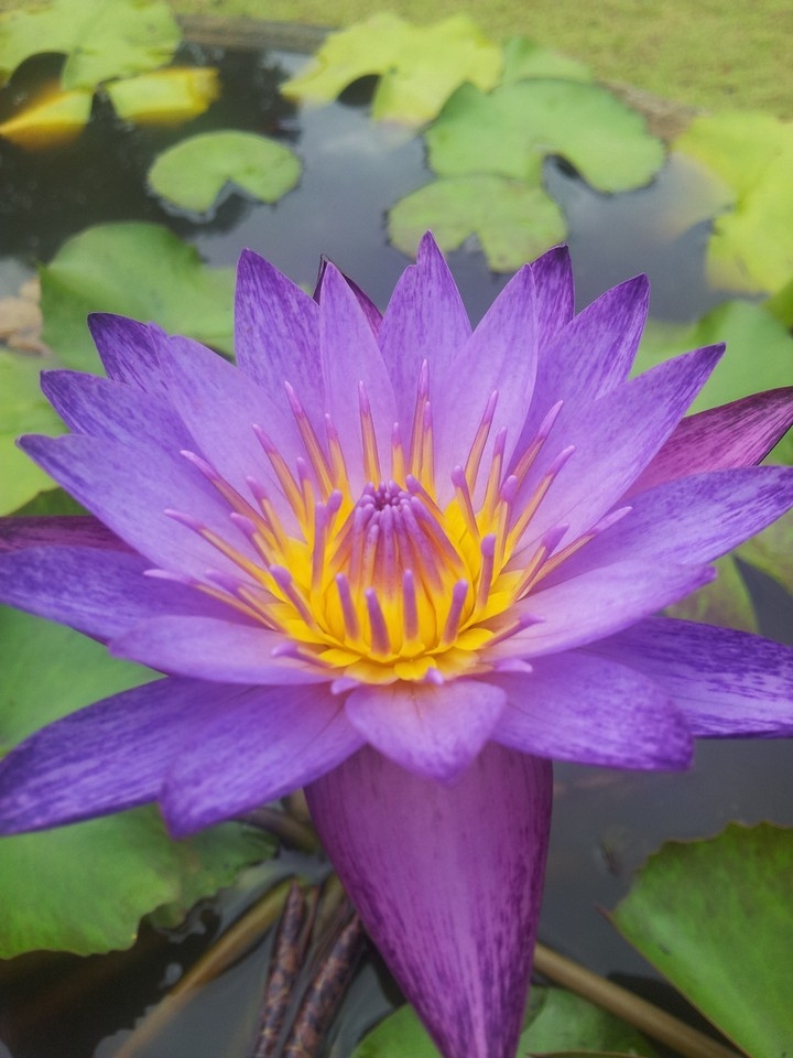 Blume