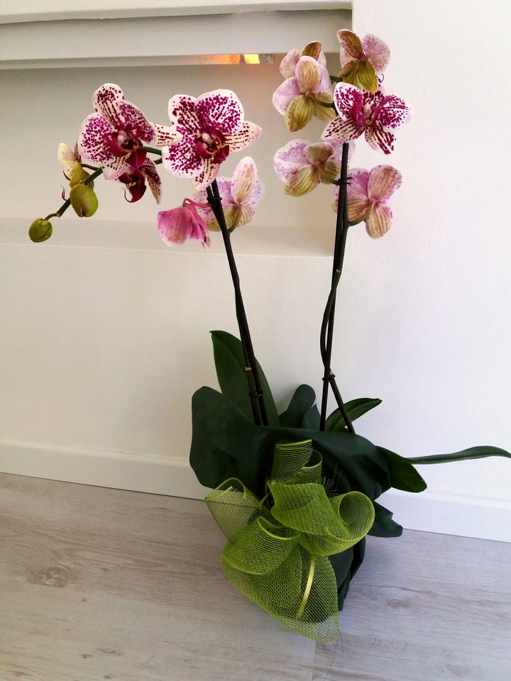 Orchidea