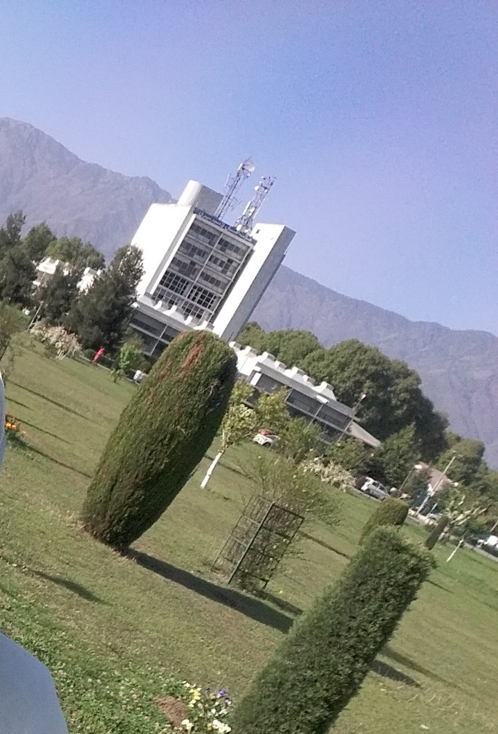 trees