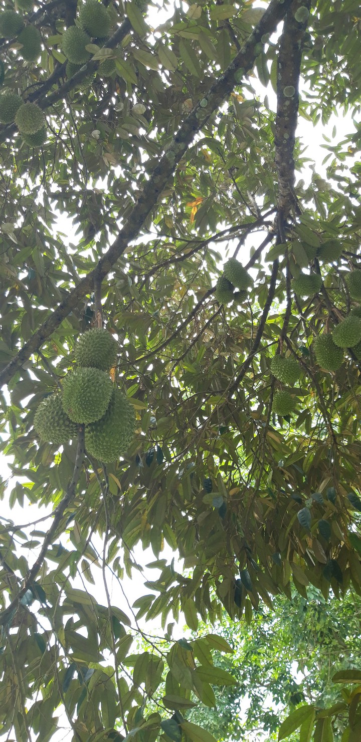 Buah Durian