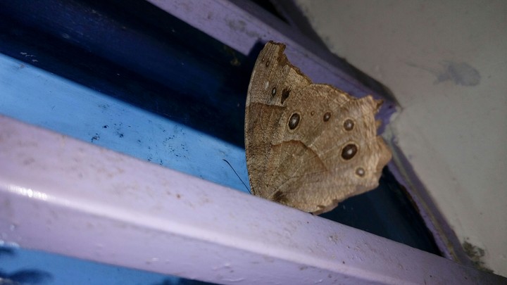 night butterfly