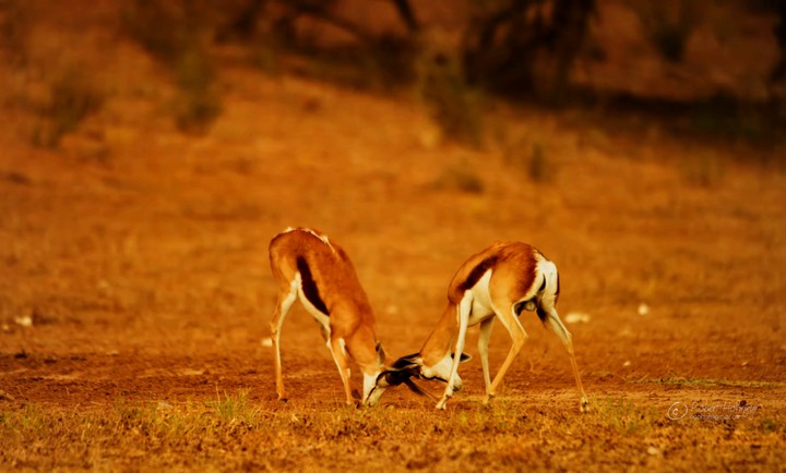 deers
