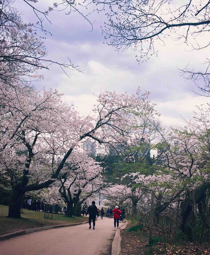 Cherry blossoms