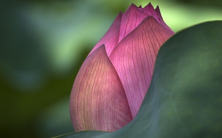 belleza
