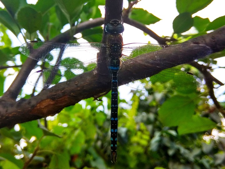 dragon-fly