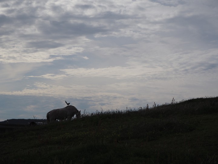 horse and bird